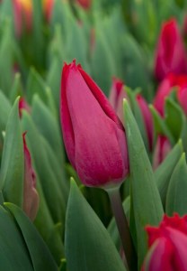 Tulipa First Star
